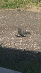 Columba livia domestica