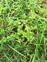 Pourpier potager (Portulaca oleracea) — photo 2