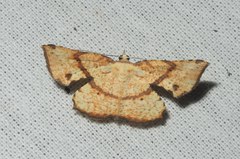 Corymica deducta