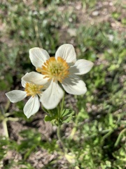 Anemonastrum zephyrum