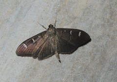 Cotachena incisalis