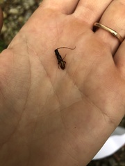 Heterachthes quadrimaculatus