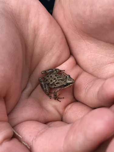 Spotted Chorus Frog