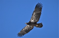 Haliaeetus leucocephalus