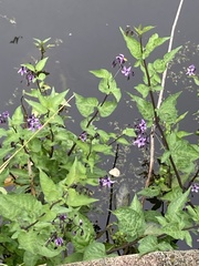 Solanum dulcamara