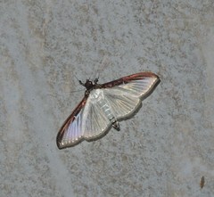 Cydalima laticostalis