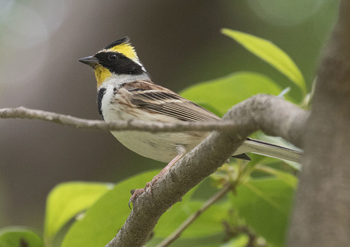 Yellow-throated Bunting