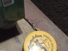 Neoptychodes trilineatus