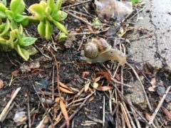 Cornu aspersum