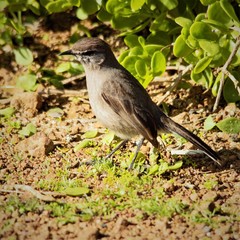 Cercotrichas coryphoeus cinerea