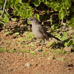 Cercotrichas coryphoeus cinerea