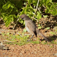 Cercotrichas coryphoeus cinerea