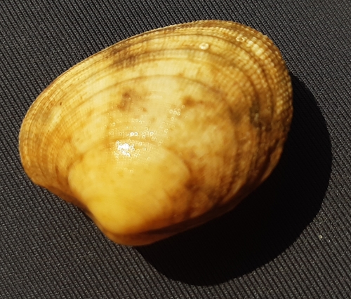 Kućica (Ruditapes decussatus)