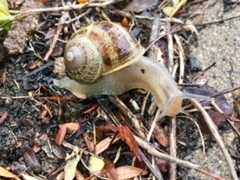 Cornu aspersum