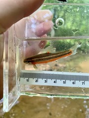 Hemitremia flammea