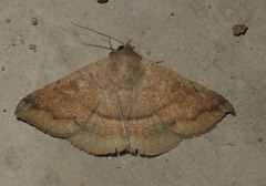 Ericeia inangulata