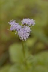 Ageratum littorale