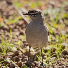 Cercotrichas coryphoeus cinerea