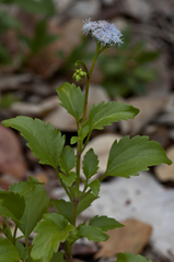 Ageratum littorale