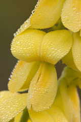 Crotalaria ochroleuca