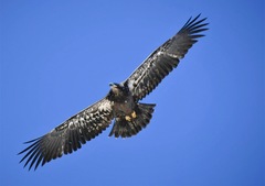 Haliaeetus leucocephalus