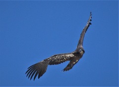 Haliaeetus leucocephalus