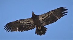 Haliaeetus leucocephalus