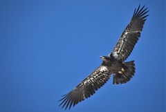 Haliaeetus leucocephalus