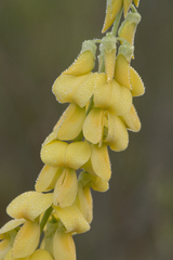 Crotalaria ochroleuca