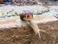 Cornu aspersum