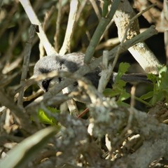 Apalis thoracica capensis