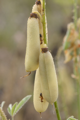 Crotalaria ochroleuca