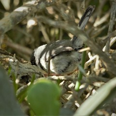 Apalis thoracica capensis
