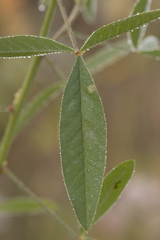Crotalaria ochroleuca