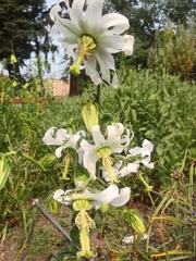 Michauxia campanuloides