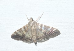Glyphodes stolalis