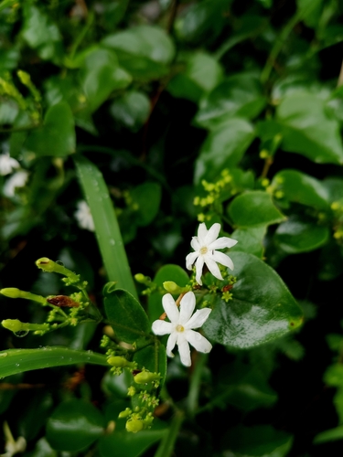Image of Jasminum auriculatum by (c) Chayant Gonsalves, some rights reserved (CC BY)