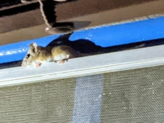 Perognathus