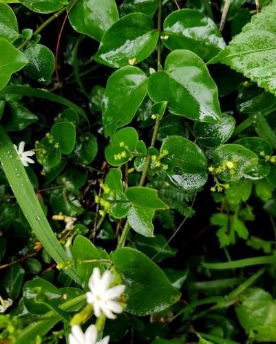 Jasminum auriculatum, photograph 6