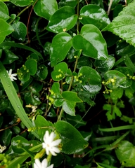 Jasminum auriculatum