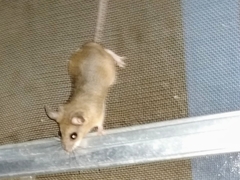 Perognathus