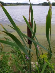 Typha latifolia