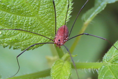 Leiobunum calcar