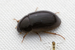 Coleoptera