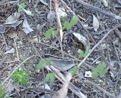 Chamarea gracillima