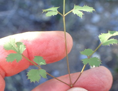 Chamarea gracillima