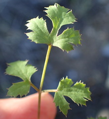 Chamarea gracillima