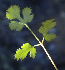 Chamarea gracillima