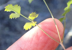 Chamarea gracillima