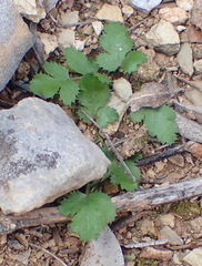Chamarea gracillima